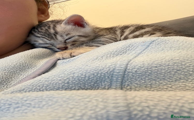 Bengal cats Pure Bengal Kittens Available  - Advert 4