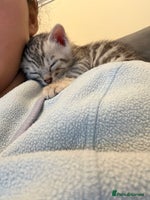 Bengal cats Pure Bengal Kittens Available - Advert 4