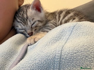 Bengal cats Pure Bengal Kittens Available - Advert 13