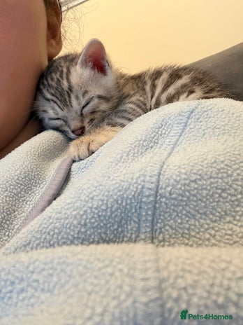 Bengal cats Pure Bengal Kittens Available - Advert 4