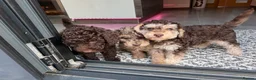 Cockapoo dogs for sale: Cockapoo experience from birth to home 12.5.26 🥰 - Advert 7