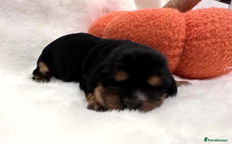 Cocker Spaniel dogs - Advert 12