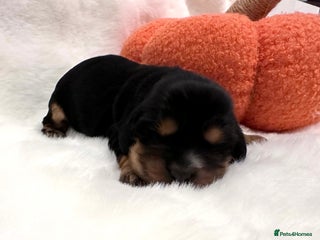 Cocker Spaniel dogs - Advert 27