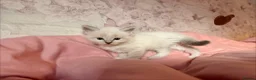 Ragdoll cats for sale: 🌟RAGDOLL KITTENS 🌟 - Advert 10
