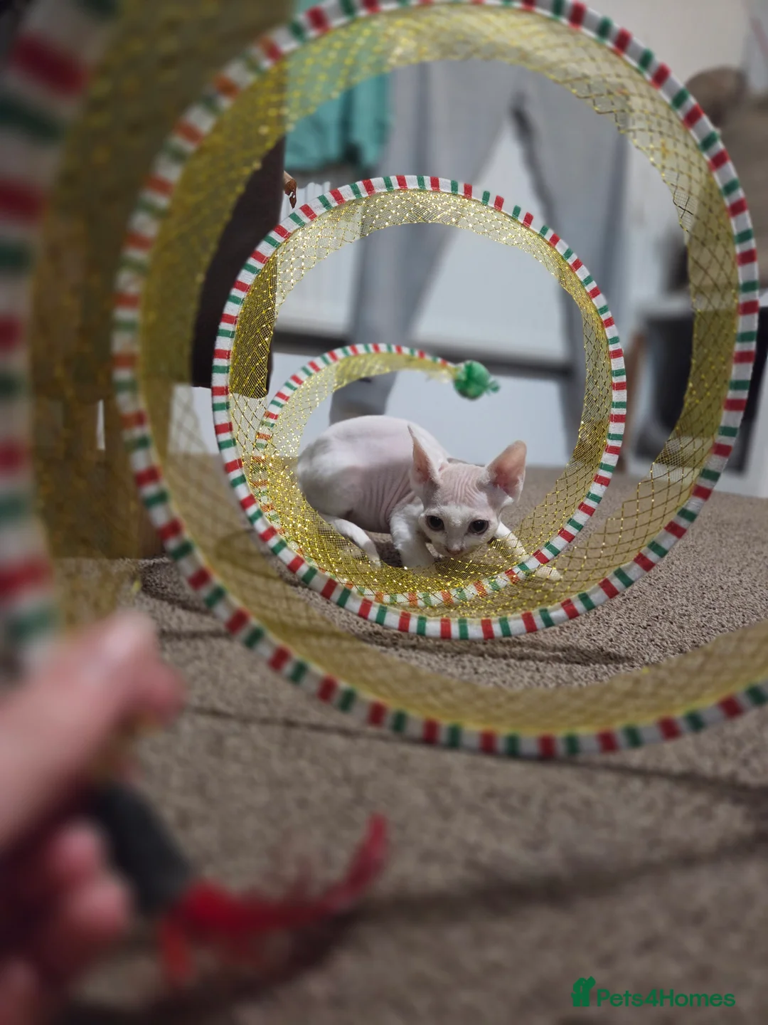 Devon Rex cats for sale: ✨ Beautiful Devon Rex White Girl–GCCF Registered ✨ - Advert 10