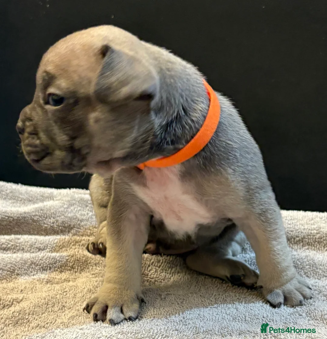 Mixed Breed dogs for sale: Frenchie mix - Advert 8