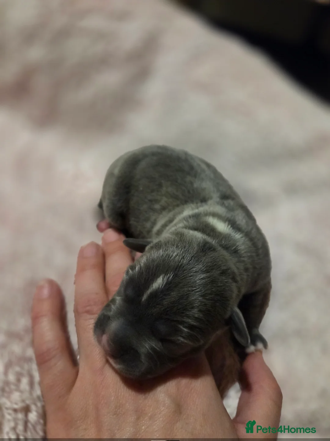 Staffordshire Bull Terrier dogs for sale: KC Reg Staffordshire Bull terrier puppies  - Advert 6