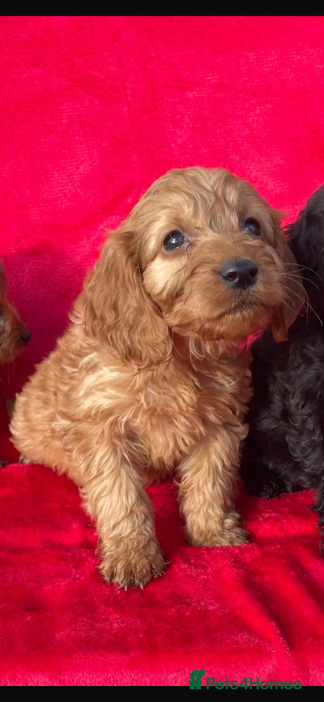 Cockapoo dogs for sale: Gorgeous cockapoo puppies - Advert 1