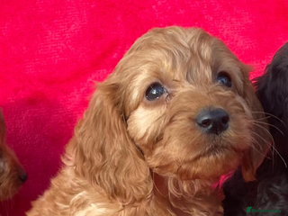 Cockapoo dogs Gorgeous cockapoo puppies - Advert 16