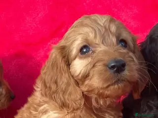 Cockapoo dogs Gorgeous cockapoo puppies - Advert 13