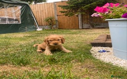 Cocker Spaniel dogs for sale: KC Reg Show Type Golden Cocker Spaniel puppies - Image 7