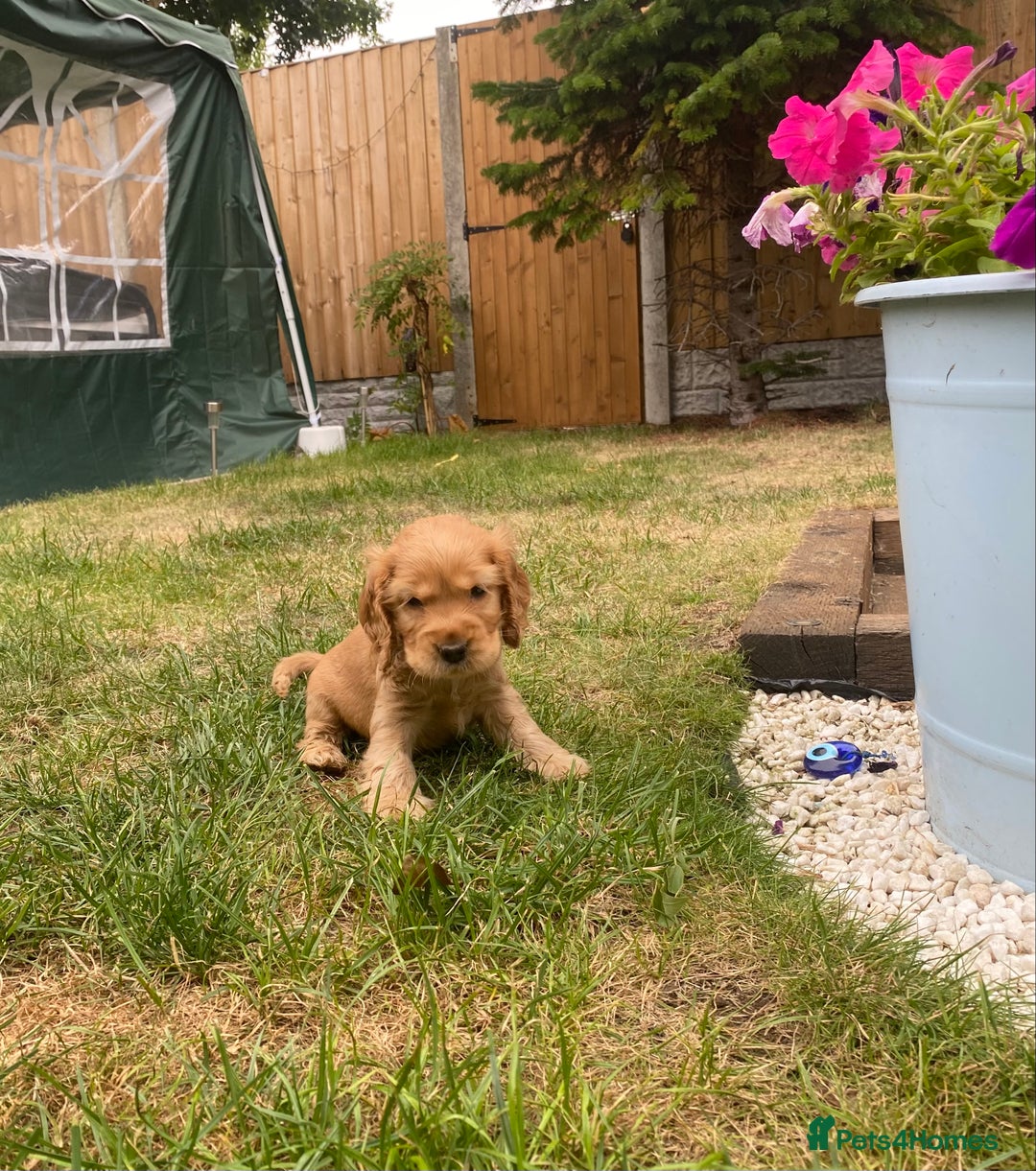 Cocker Spaniel dogs for sale: KC Reg Show Type Golden Cocker Spaniel puppies - Image 7
