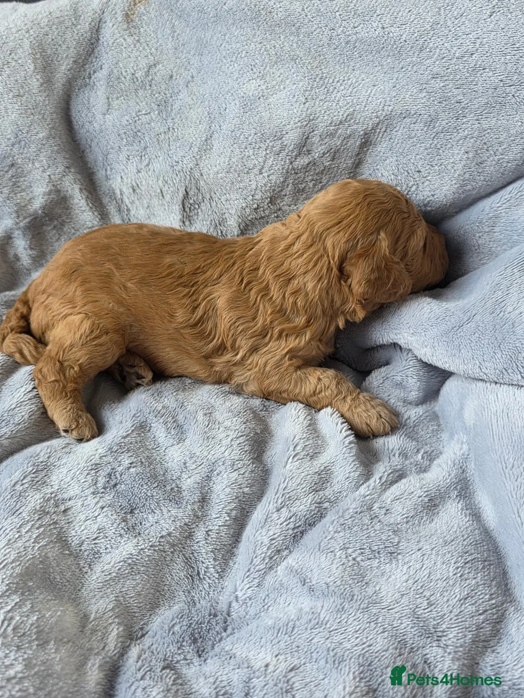 Cockapoo dogs for sale: Cockapoo f2 puppies - Advert 12