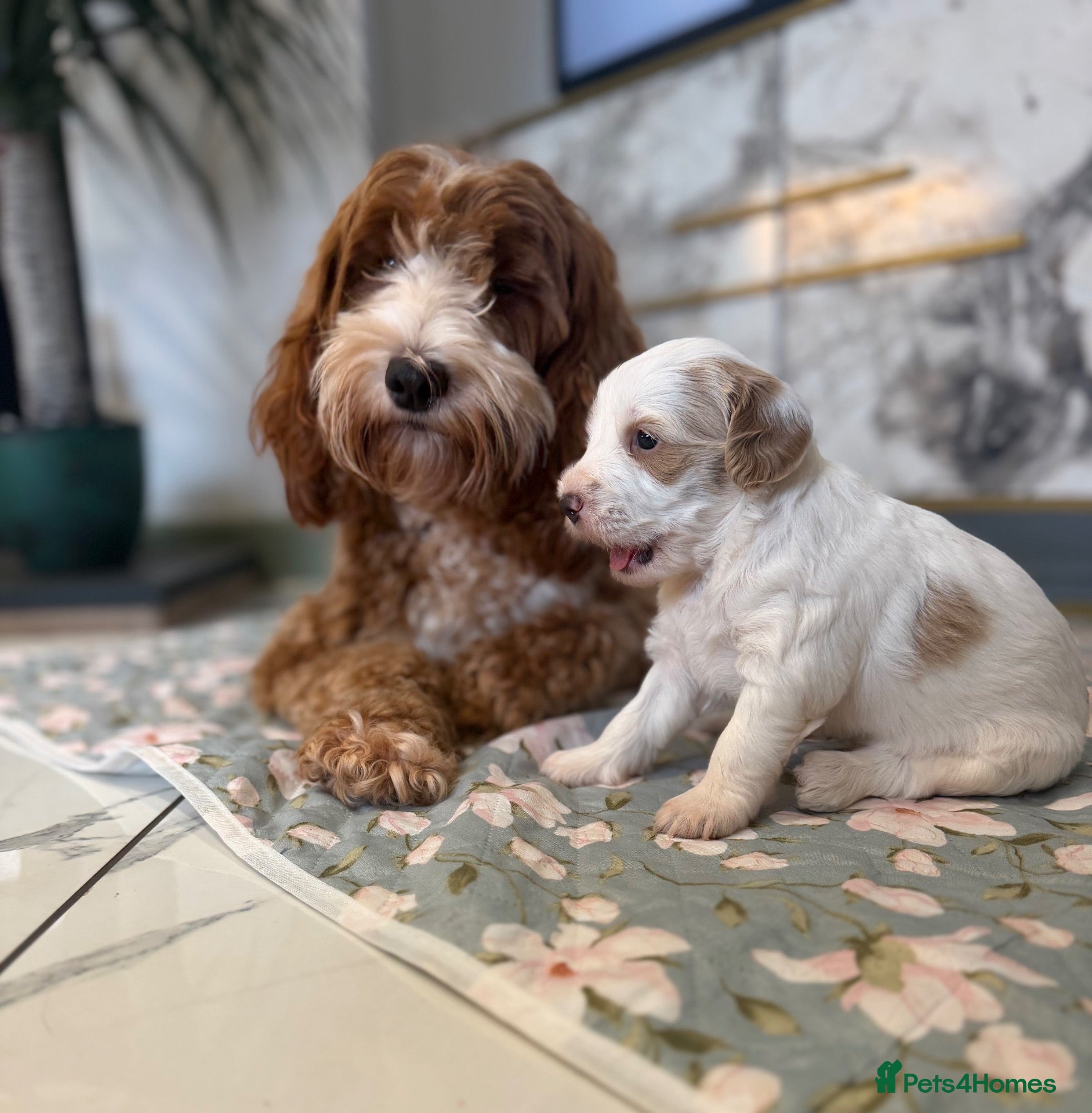 Australian Labradoodle dogs Exceptional Australian Labradoodles - Advert 2