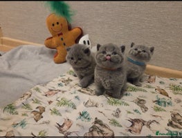 British Shorthair cats 🐾 Beautiful 7 British Shorthair Kittens 🐾 - Advert 7