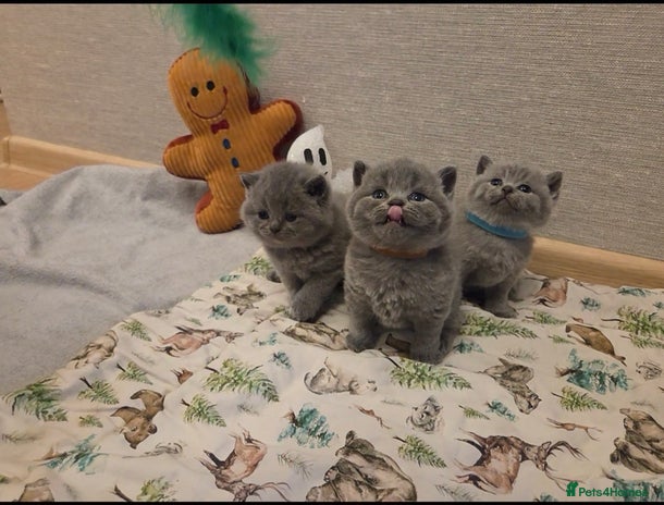 British Shorthair cats 🐾 Beautiful 7 British Shorthair Kittens 🐾 - Advert 12