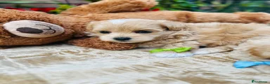 Maltipoo 2
