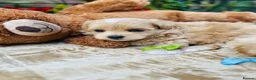 Maltipoo dogs for sale:  **  Maltipoo Puppy – Beautiful Teddy Bear Face - Advert 5