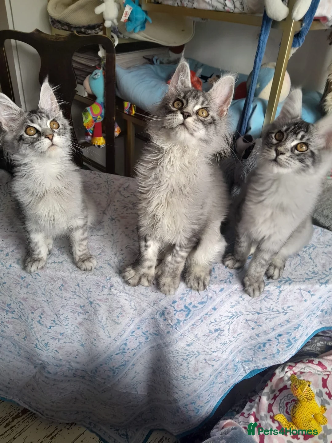 Maine Coon cats for sale: Black silver ticked gilrs&boys TICA maine coons - Advert 28