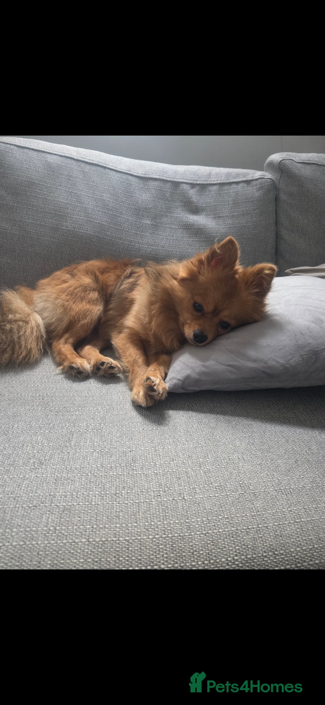 Pomchi dogs for sale: Pomchi  - Image 2
