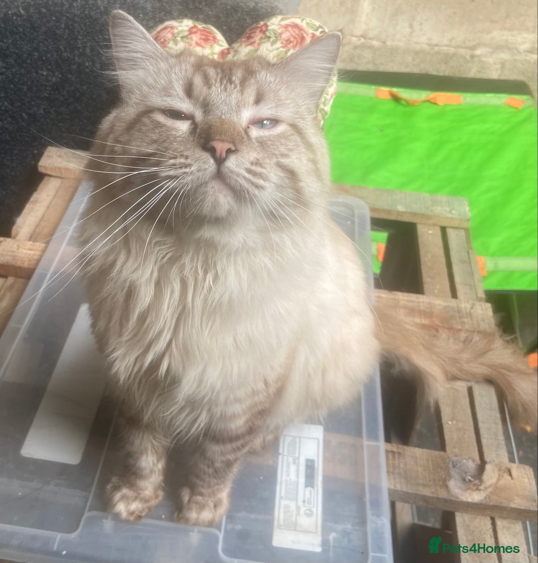 Ragdoll cats for sale: Loving home required ASAP - Image 3
