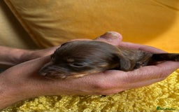 Miniature Dachshund dogs for sale: Miniature Dachshund stunning puppies  - Image 37