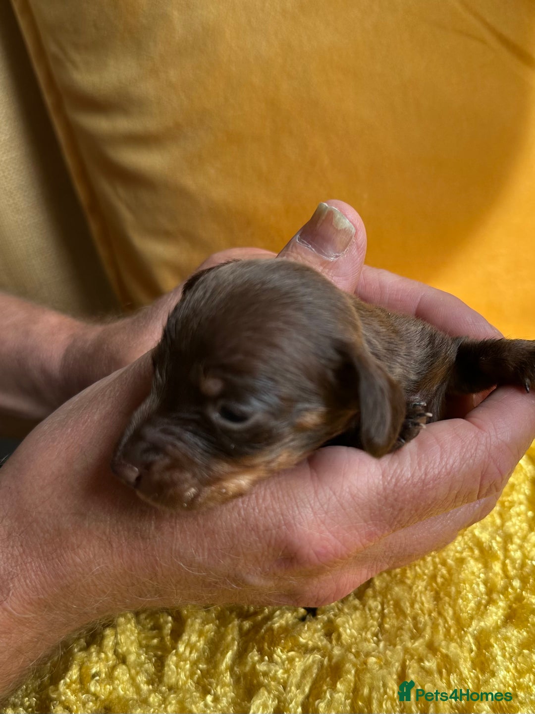 Miniature Dachshund dogs for sale: Miniature Dachshund stunning puppies  - Image 37