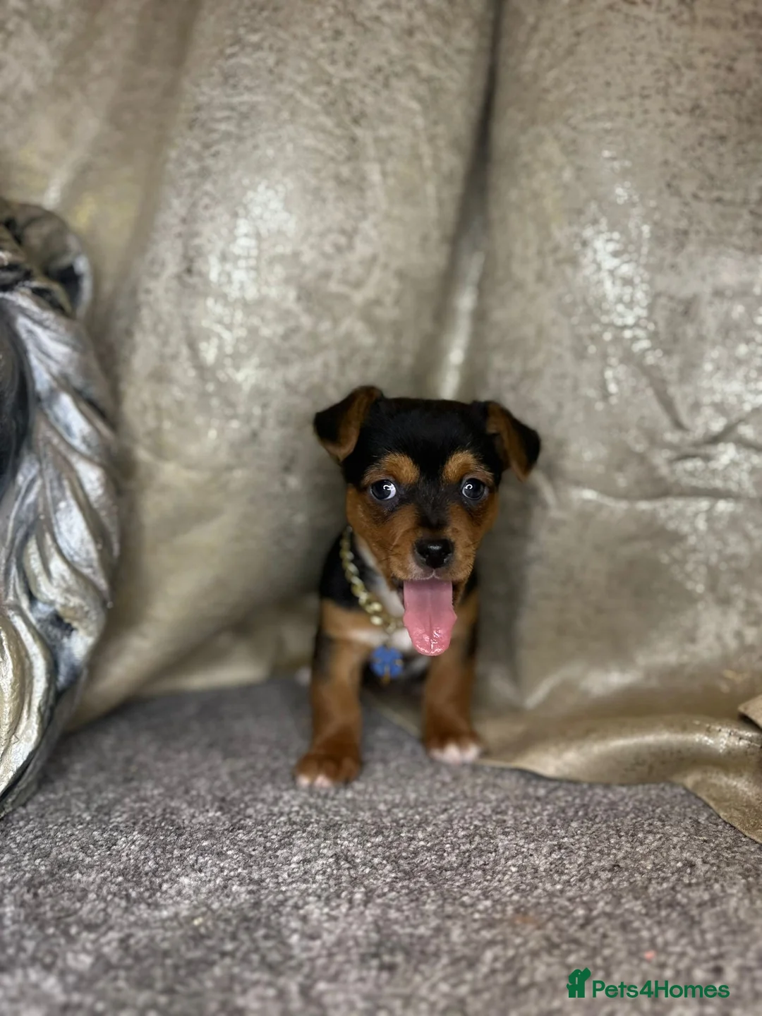 Jack Russell dogs for sale: Mini jack Russell babies - Advert 2