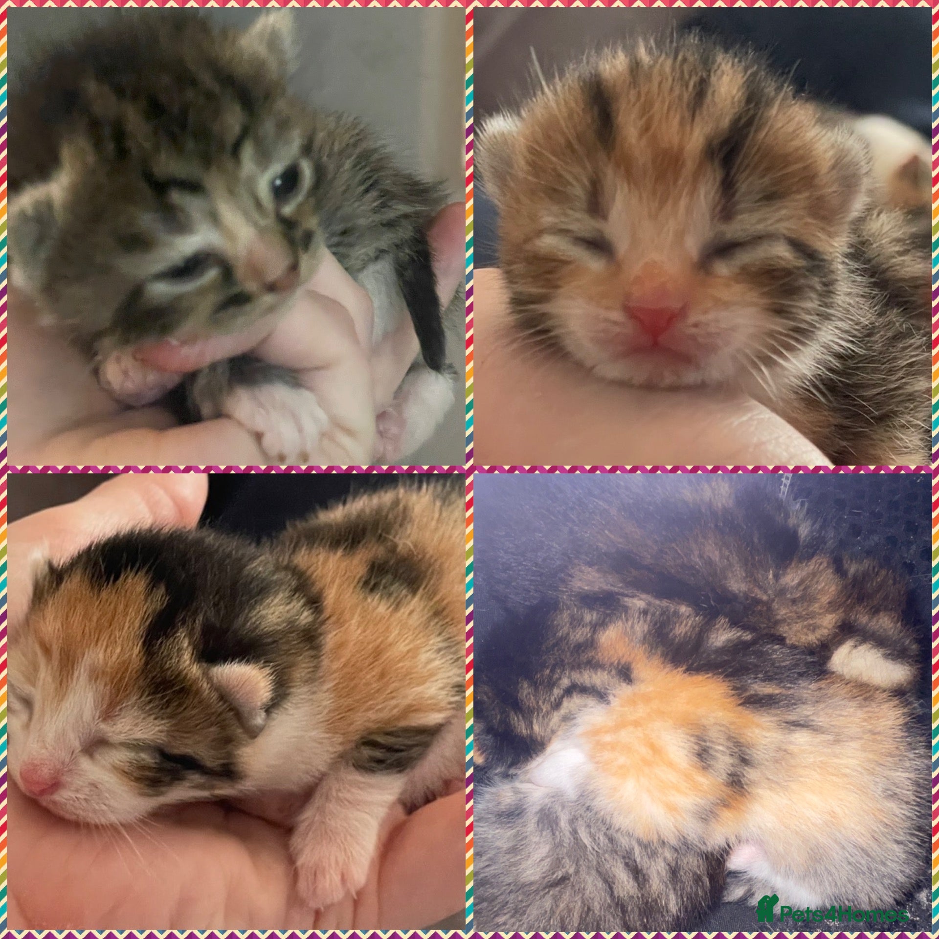 Mixed Breed cats Beautiful litter of kittens 💓  - Advert 13