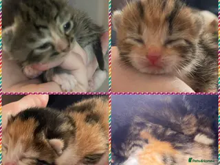 Mixed Breed cats Beautiful litter of kittens 💓 - Advert 2