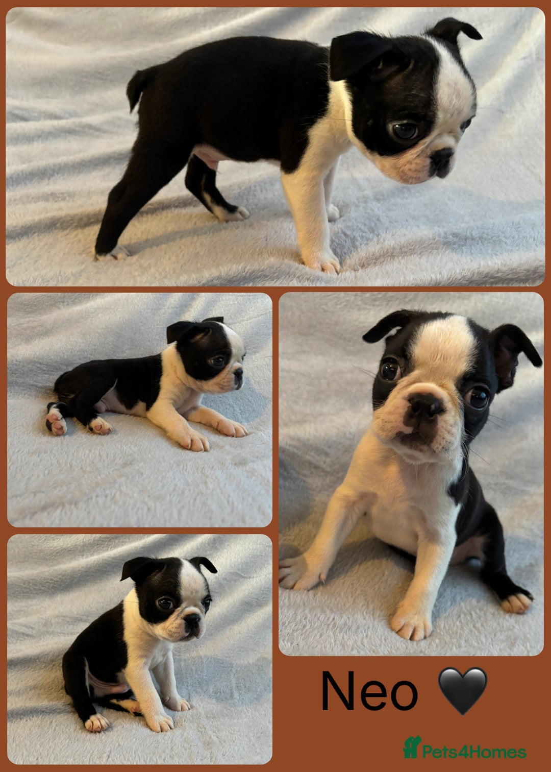 Boston Terrier dogs for sale: Beautiful Boston Terrier Puppies  - Image 6