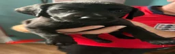 Labrador Retriever dogs for sale: Fully jet black Labrador pups for sale in Huddersfield - Advert 2