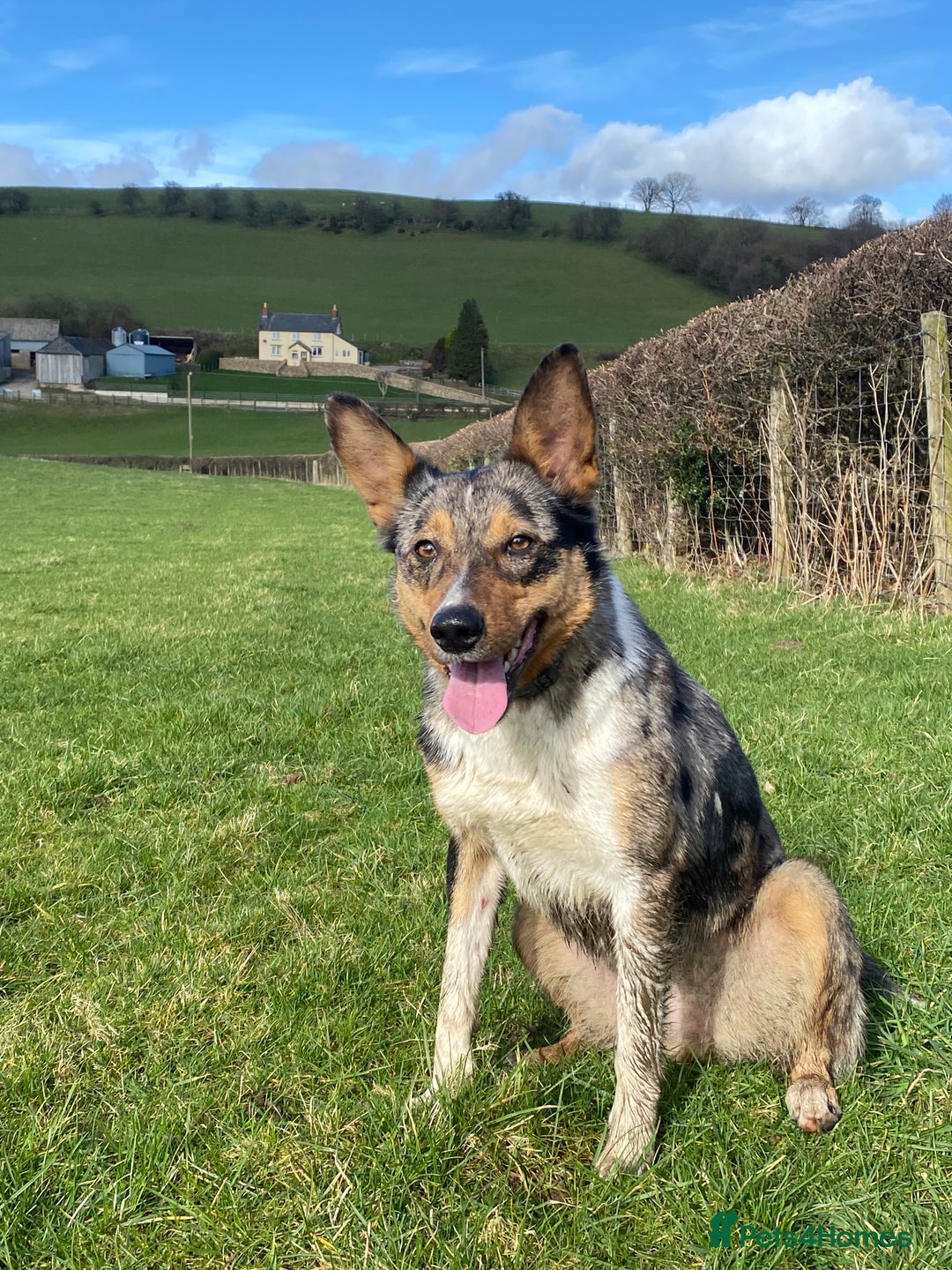 Border Collie dogs for sale: Border Collie Puppies - Advert 8