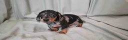 Miniature Dachshund dogs for sale: klzsNLC🐾Gratest mini dapple doxies 4 new familie in Malvern - Advert 1