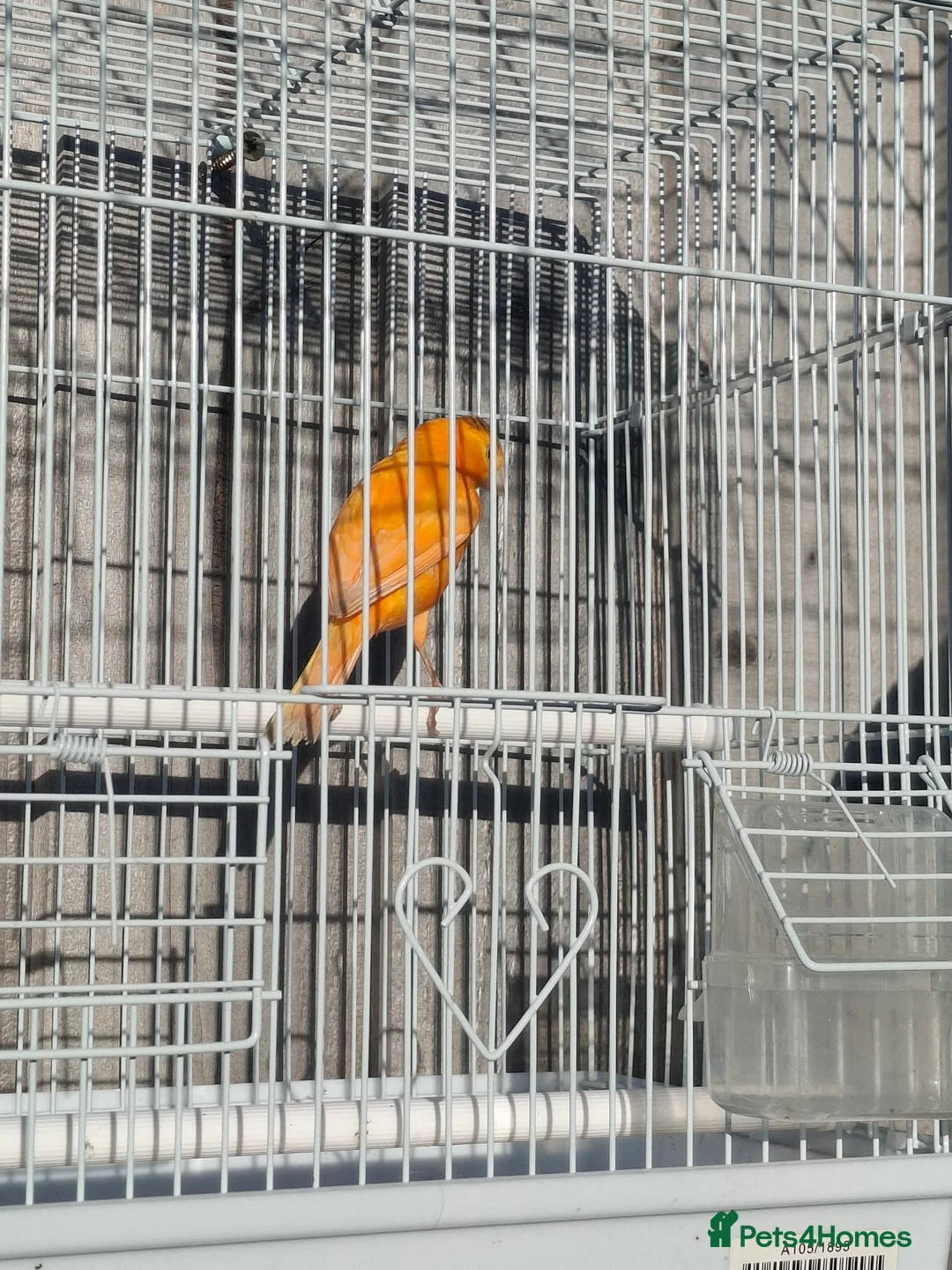 Budgerigars birds for sale: Orange canary male with cage - Advert 4