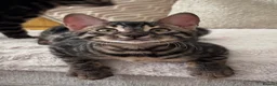 Bengal cats for sale: 🌟Pedigree bengal kittens 🌟 - Advert 3