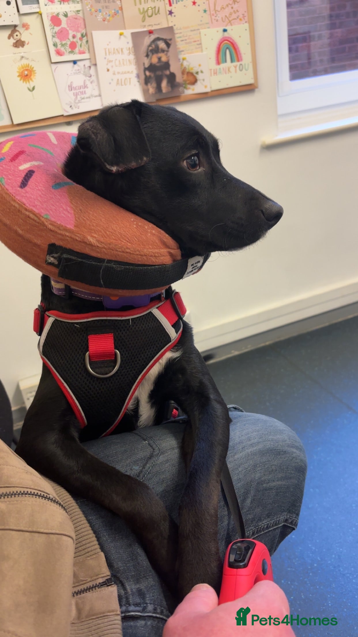 Mixed Breed dogs Roxy  - Advert 1