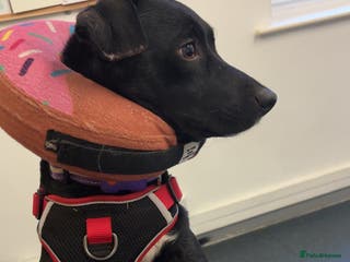 Mixed Breed dogs Roxy - Advert 1