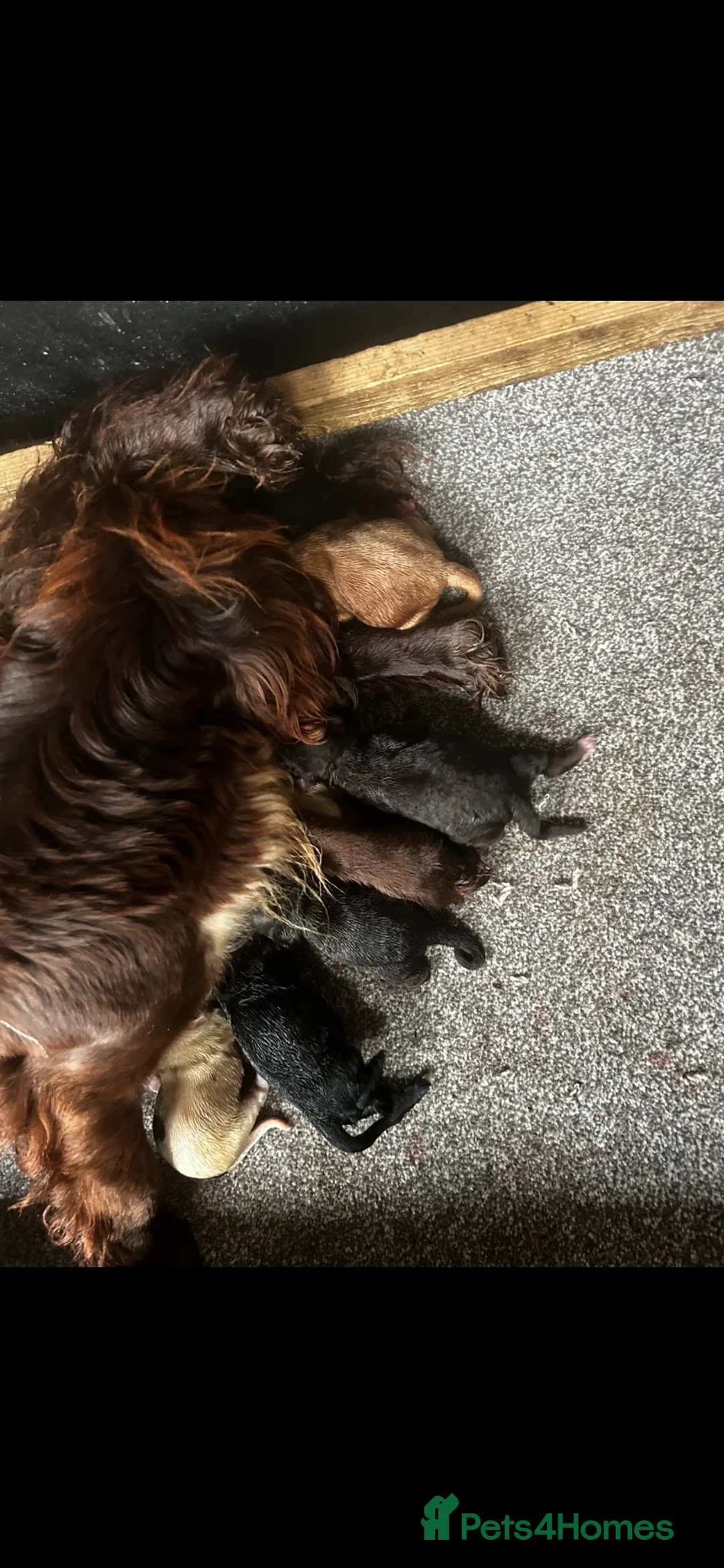 Cocker Spaniel dogs for sale: Cocker and springer spaniels - Advert 8