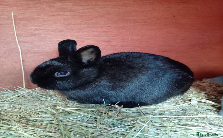 Netherland Dwarf rabbits - Advert 11