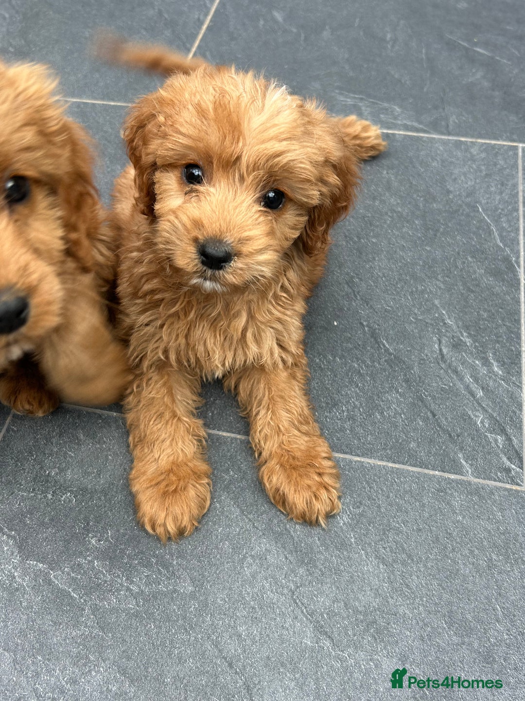 Cockapoo dogs for sale: Cockapoos  - Image 8