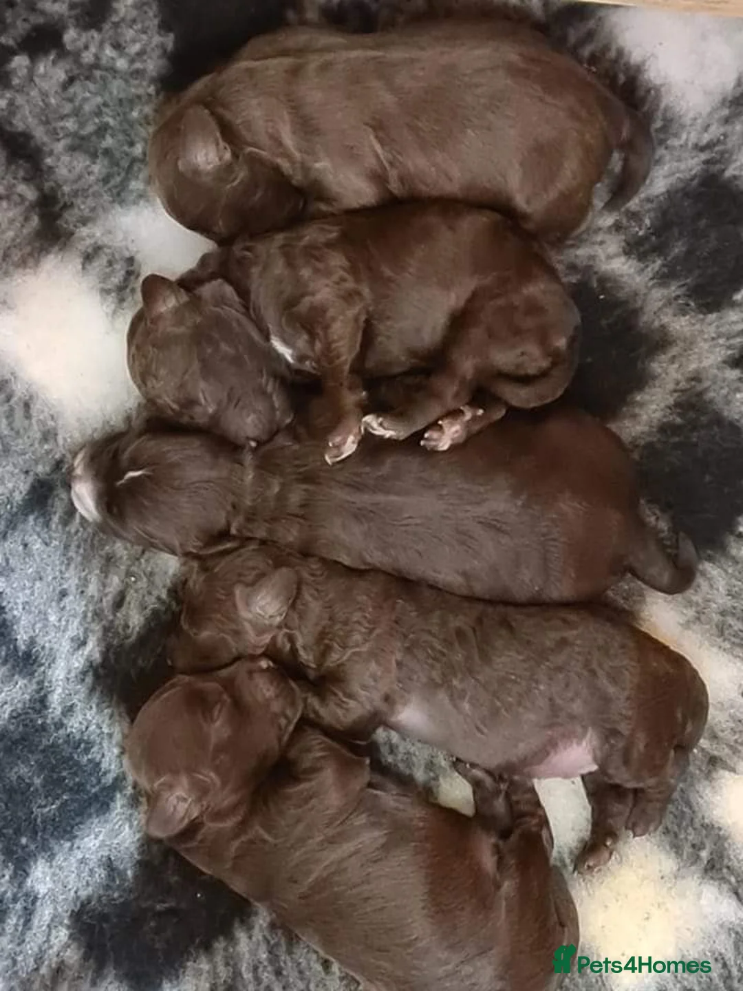 Cockapoo dogs for stud: DNA & BVA Heath Tested Chocolate Cockapoo STUD in Manchester - Advert 8