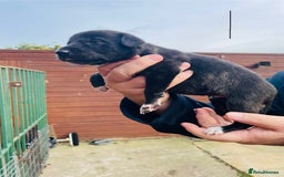 Lurcher dogs for sale: lurcher pups - Advert 5