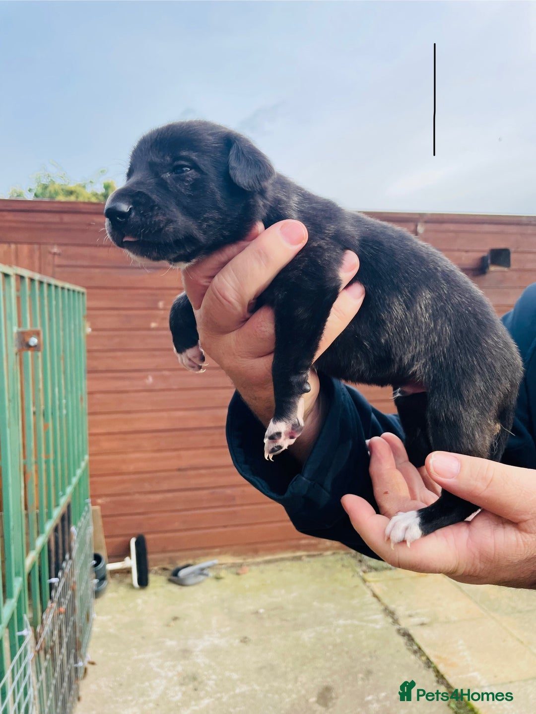 Lurcher dogs for sale: lurcher pups - Advert 5