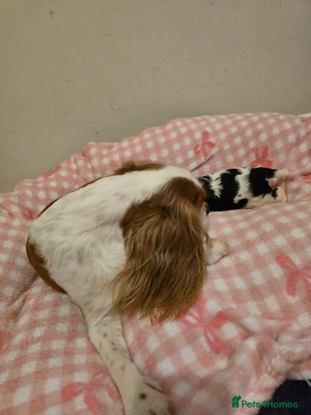 Cavalier King Charles Spaniel dogs for sale: KC registered from Health Tested parents  - Advert 12