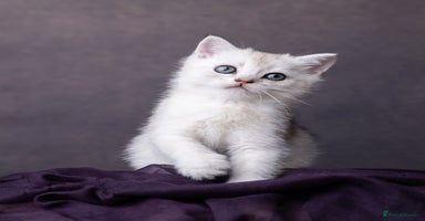 Scottish Fold cats in South Ockendon - Advert 7