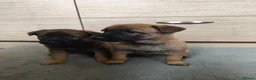 Belgian Shepherd Dog dogs for sale: Belgian Malinois Puppies – Family Raised in Ilkeston - Advert 6