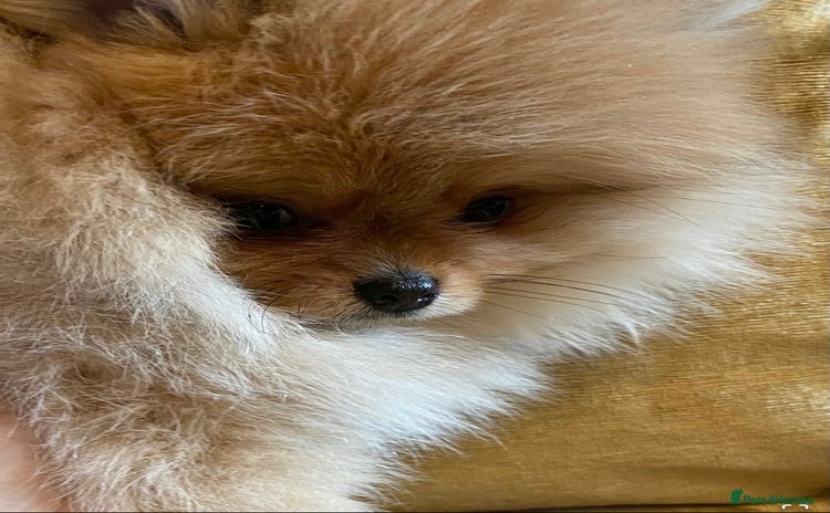 Pomeranian dogs - Advert 1