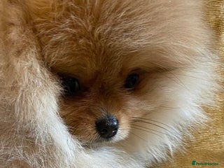 Pomeranian dogs - Advert 29
