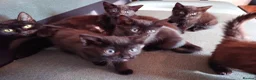 Mixed Breed cats for sale: 5 black kittens - Advert 6